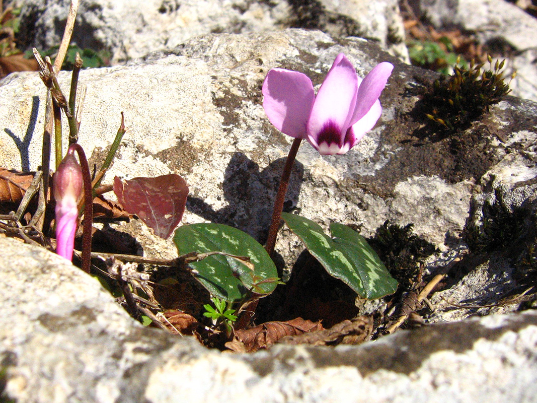 Изображение особи Cyclamen abchasicum.