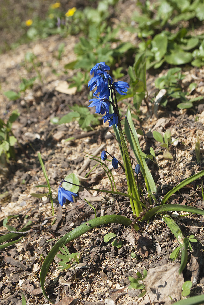 Image of Scilla siberica specimen.