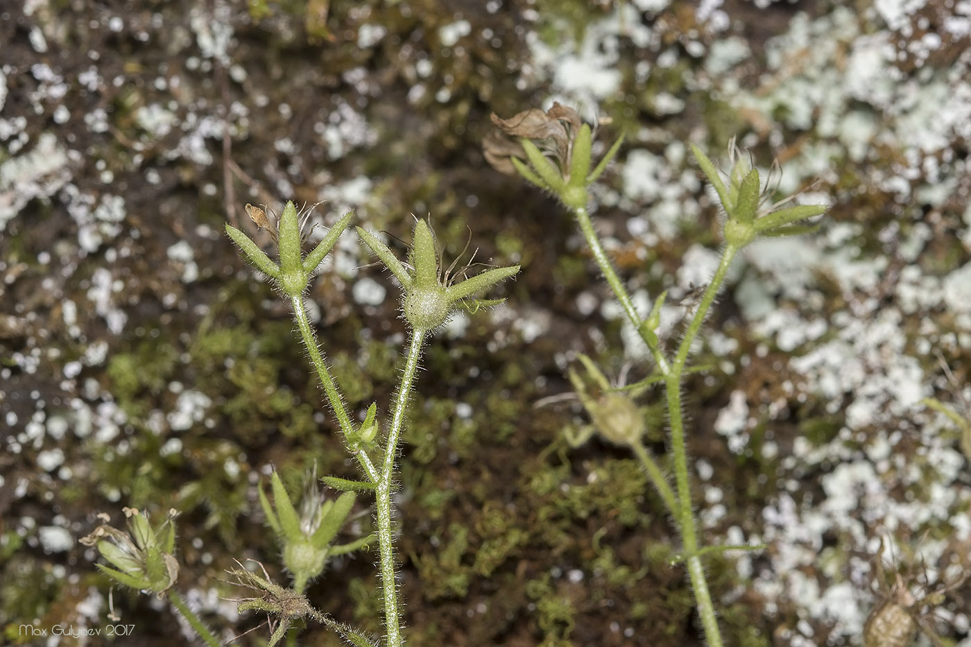 Image of Saxifraga irrigua specimen.