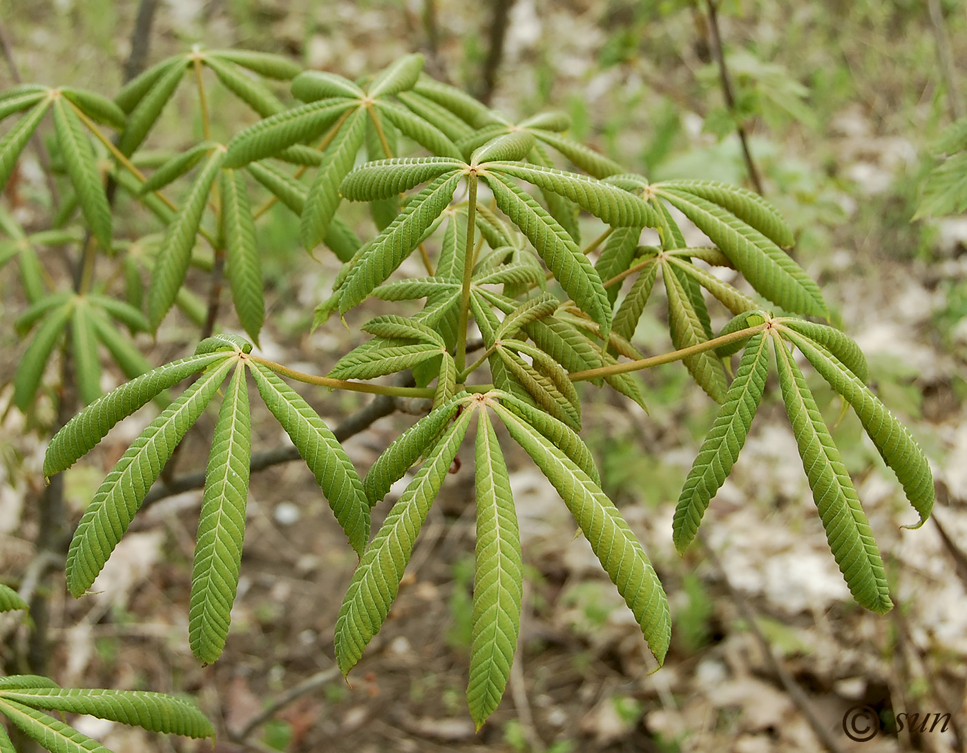 Изображение особи Aesculus glabra.