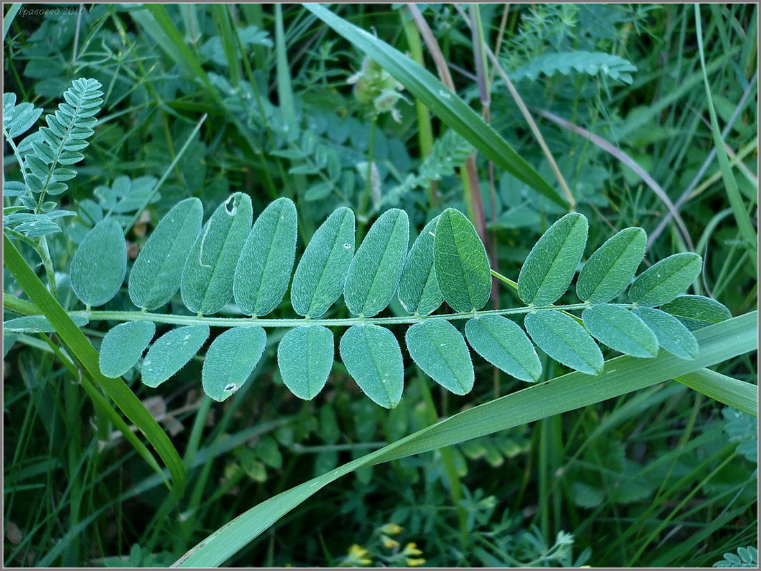 Image of Astragalus cicer specimen.