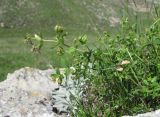 Galium valantioides. Зацветающее растение. Дагестан, Левашинский р-н, окр. с. Леваши, ок. 1500 м н.у.м., скальный выход. 01.06.2019.