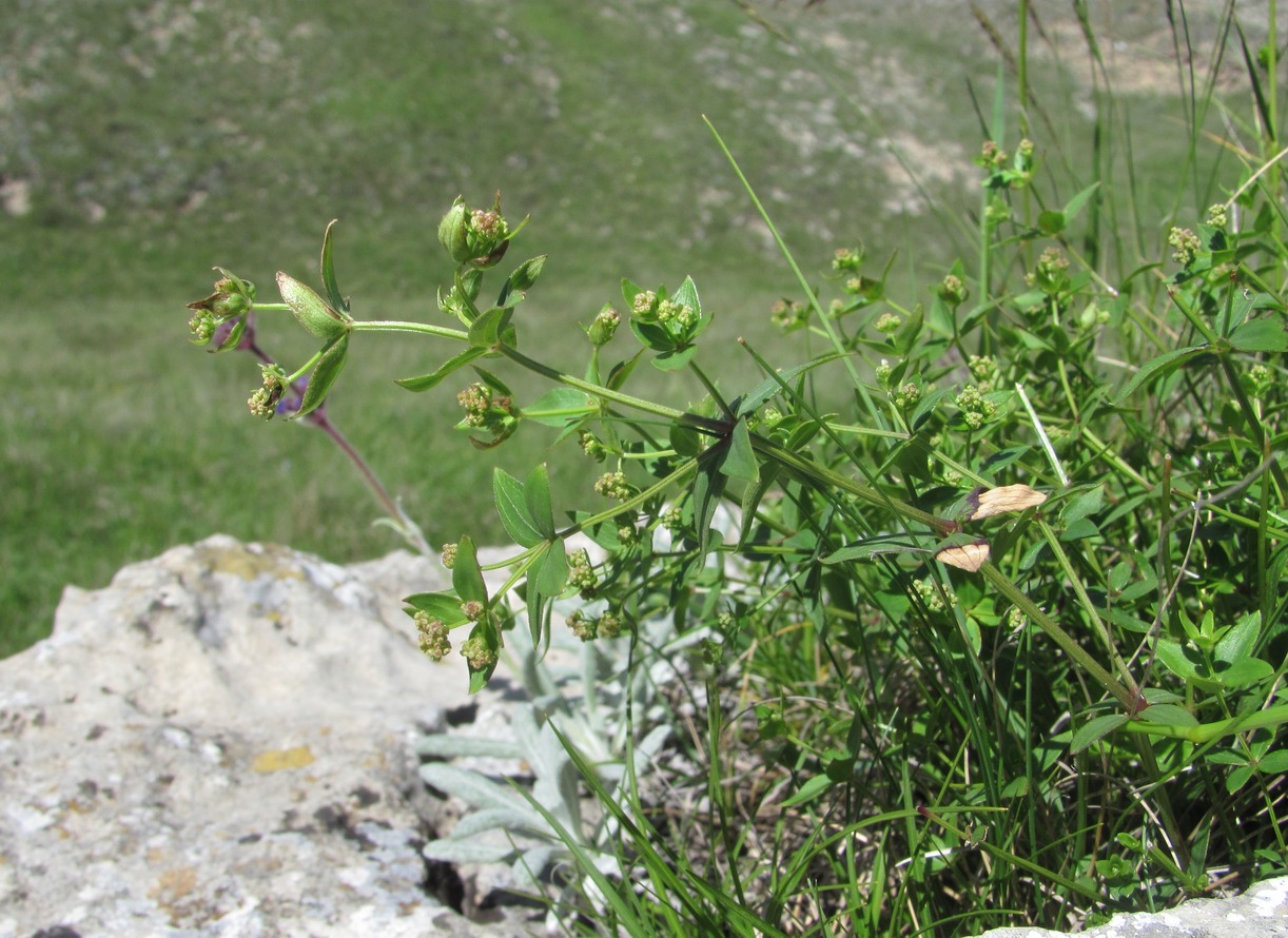 Изображение особи Galium valantioides.