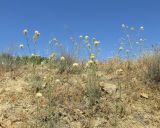 Centaurea reflexa. Цветущие растения. Дагестан, Табасаранский р-н, окр. с. Гелинбатан, остепнённый склон. 2 июня 2019 г.
