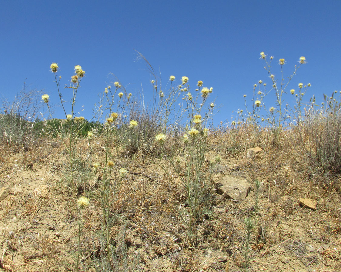 Image of Centaurea reflexa specimen.