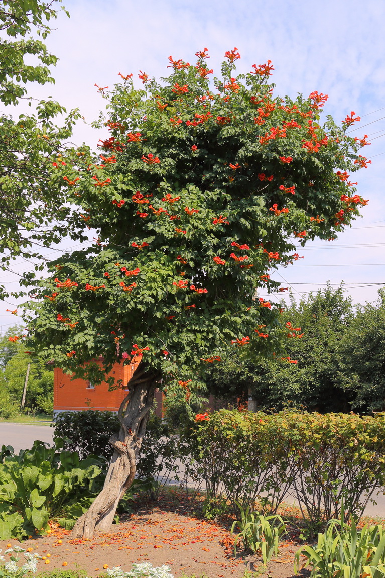 Image of Campsis radicans specimen.