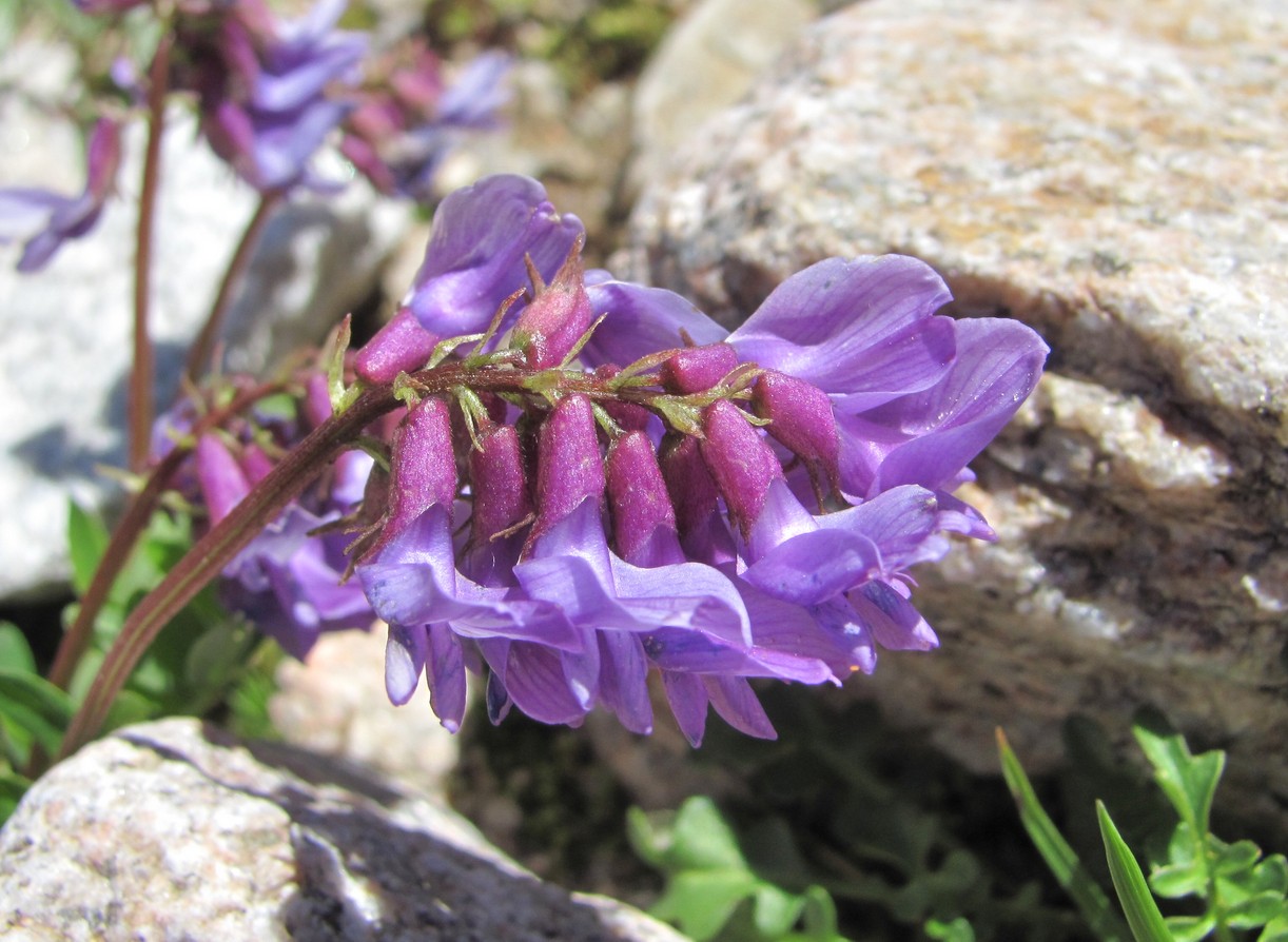 Изображение особи Astragalus brachytropis.