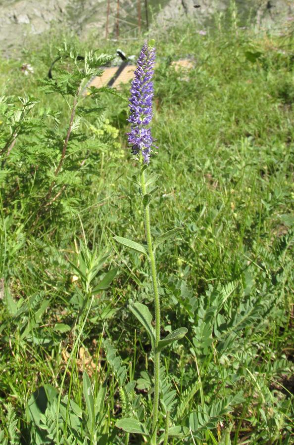 Image of Veronica porphyriana specimen.