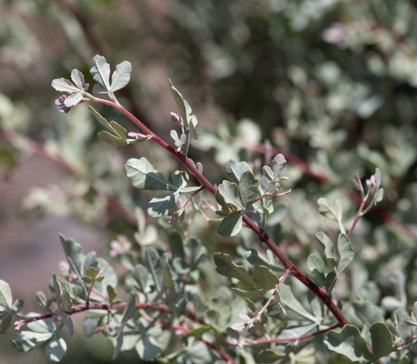 Изображение особи Searsia albida.