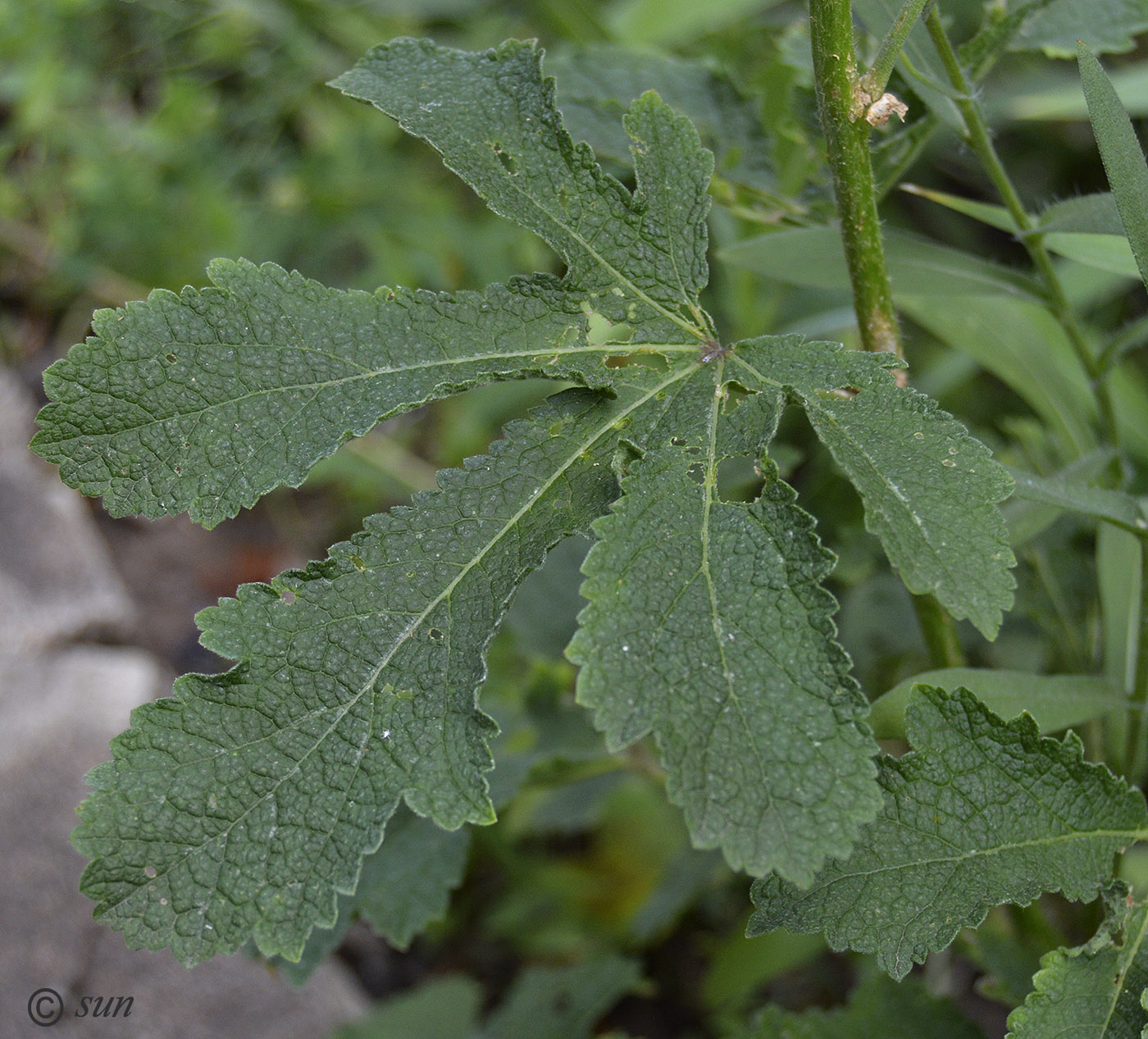 Изображение особи Alcea setosa.