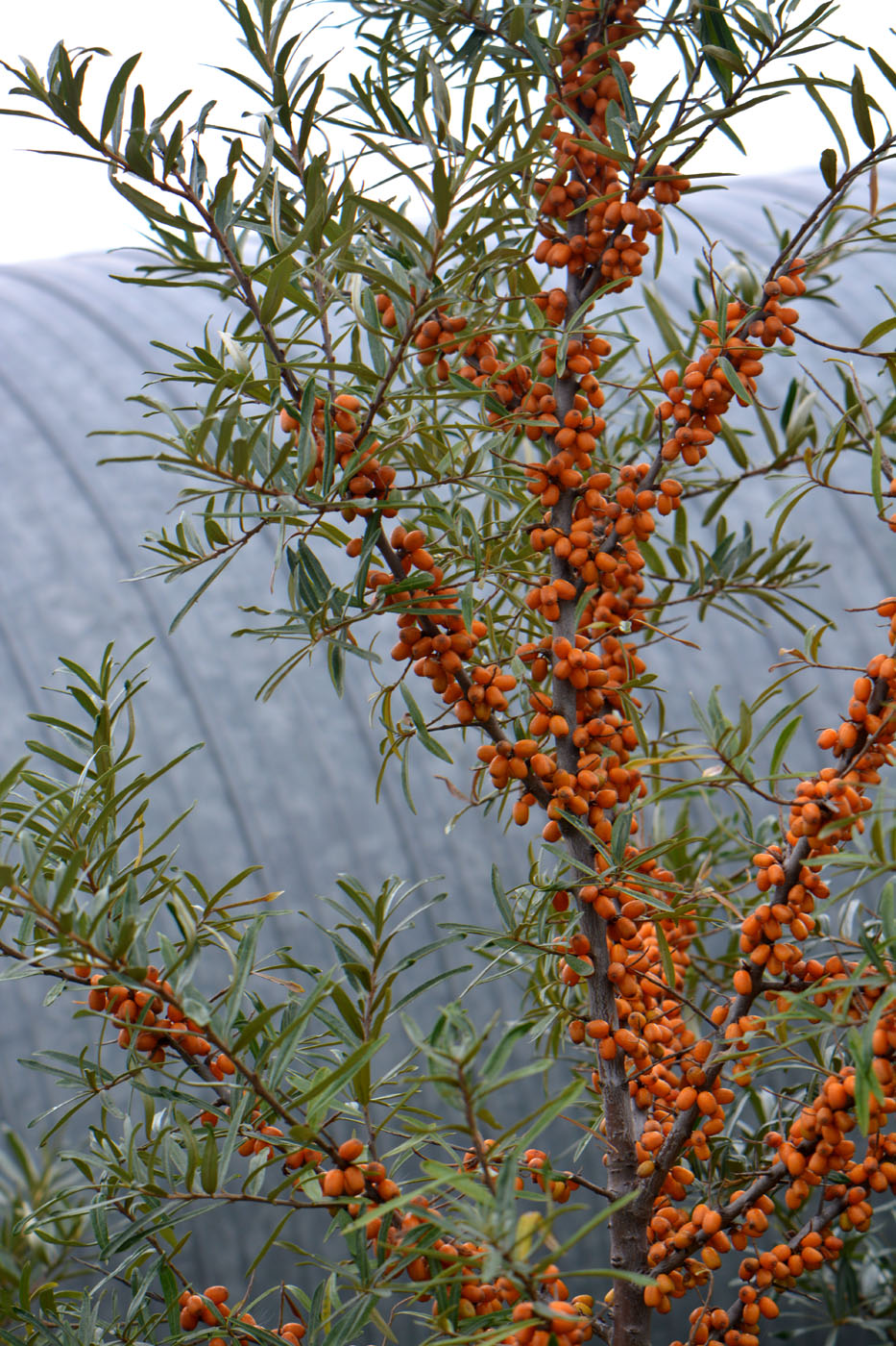 Изображение особи Hippophae rhamnoides.