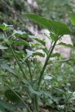 genus Solanum. Верхушка цветущего растения. Черногория, Старый Бар, руины древней крепости. 14 августа 2019 г.