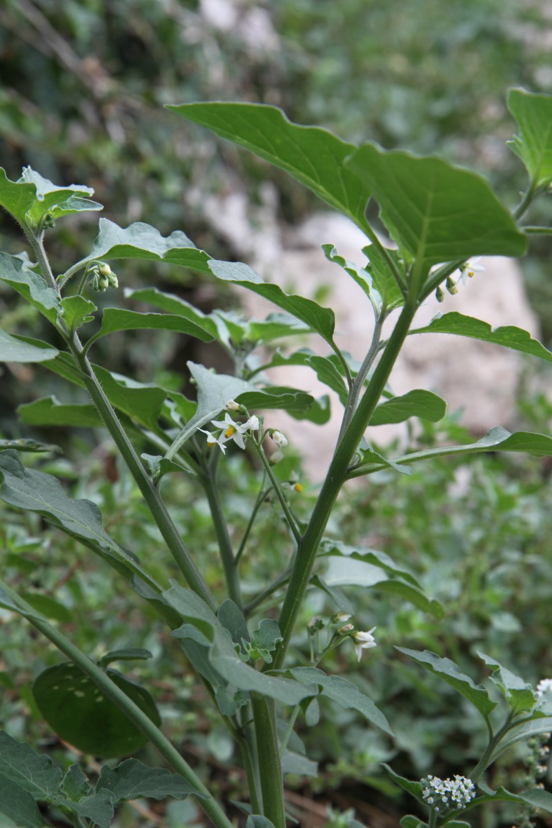 Изображение особи род Solanum.