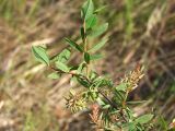 Salix myrtilloides