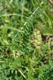 Astragalus cicer