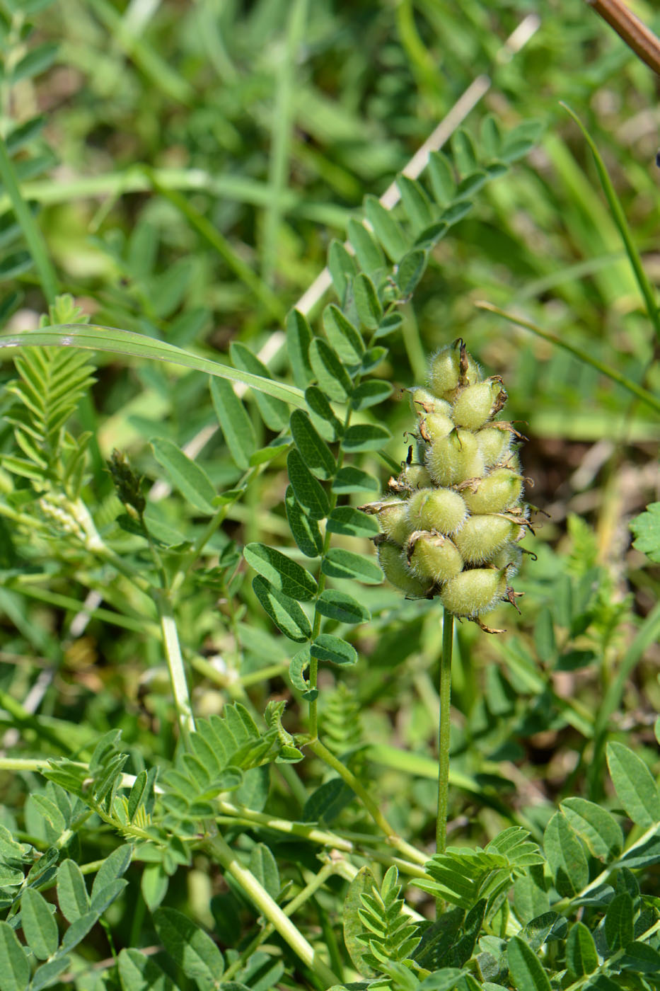 Изображение особи Astragalus cicer.