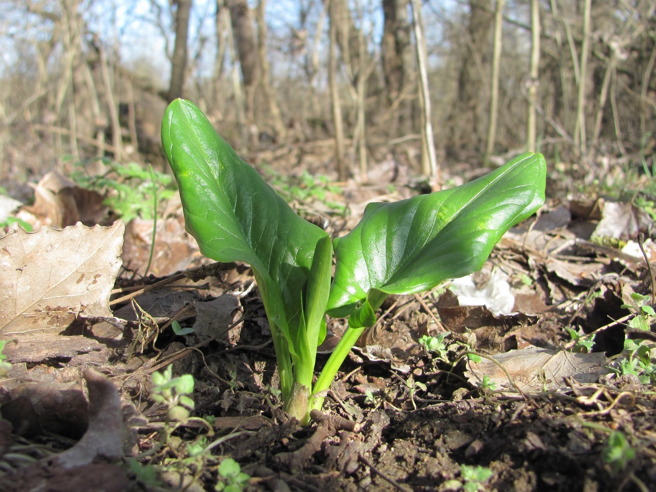 Image of genus Arum specimen.