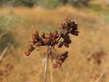 Juncus tyraicus