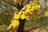 Tilia europaea. Ветвь взрослого дерева с листвой в осенней окраске. Санкт-Петербург, Старый Петергоф, парк \"Сергиевка\", липовая аллея, в культуре. 20.10.2019.