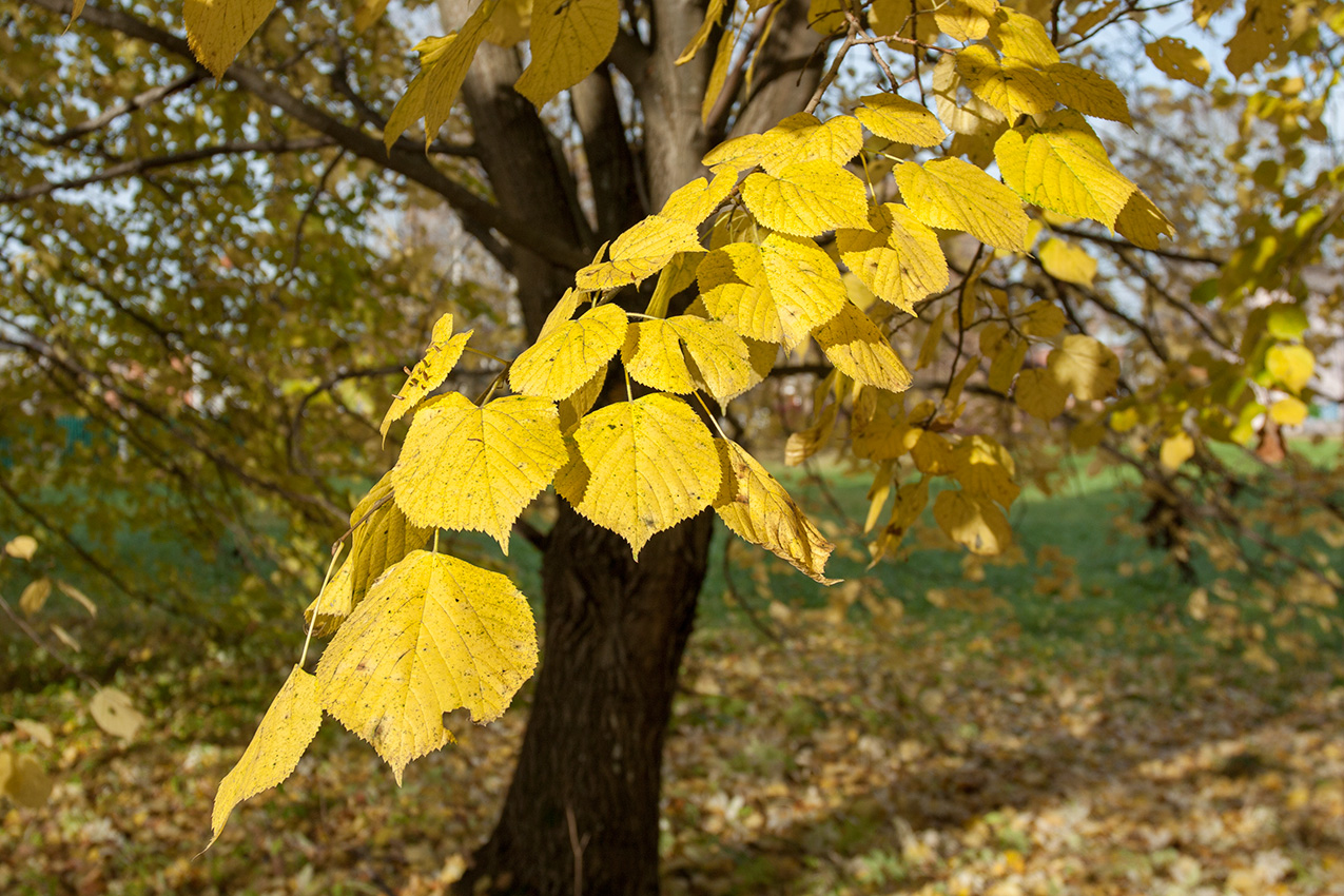 Изображение особи Tilia europaea.