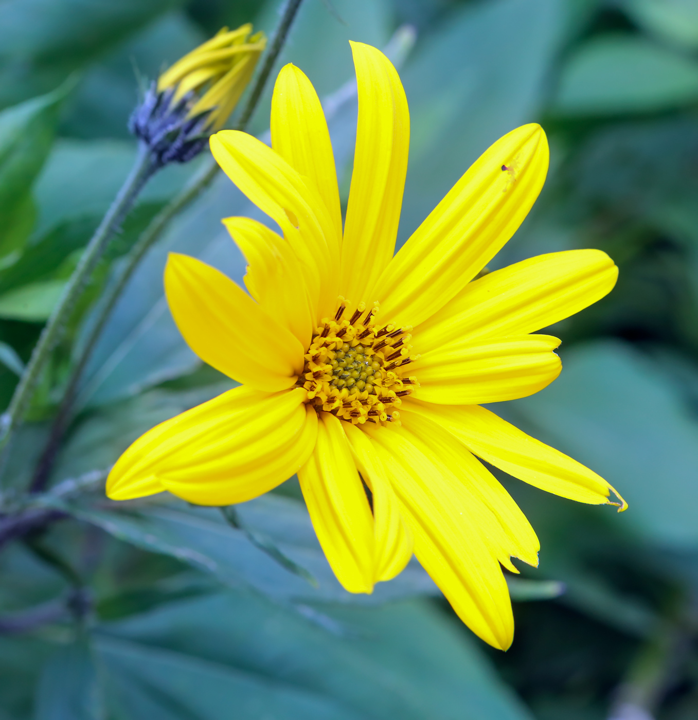 Изображение особи Helianthus tuberosus.