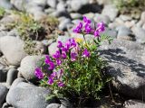 Oxytropis middendorffii. Цветущее растение. Среднесибирское плоскогорье, плато Путорана, дол. р. Курейка, галечник на берегу реки. 26.06.2017.