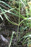 Bupleurum exaltatum var. czimganicum
