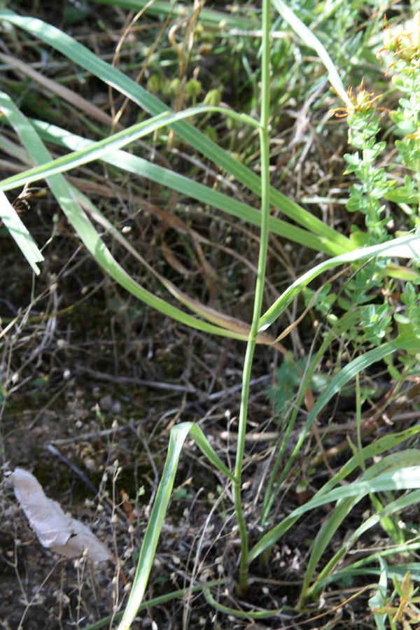 Image of Bupleurum exaltatum var. czimganicum specimen.