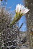 Trichocereus chiloensis