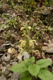 Salvia glutinosa. Цветущее растение. Краснодарский край, Лазаревский р-н, окраина с. Солохаул. 11.11.2010.