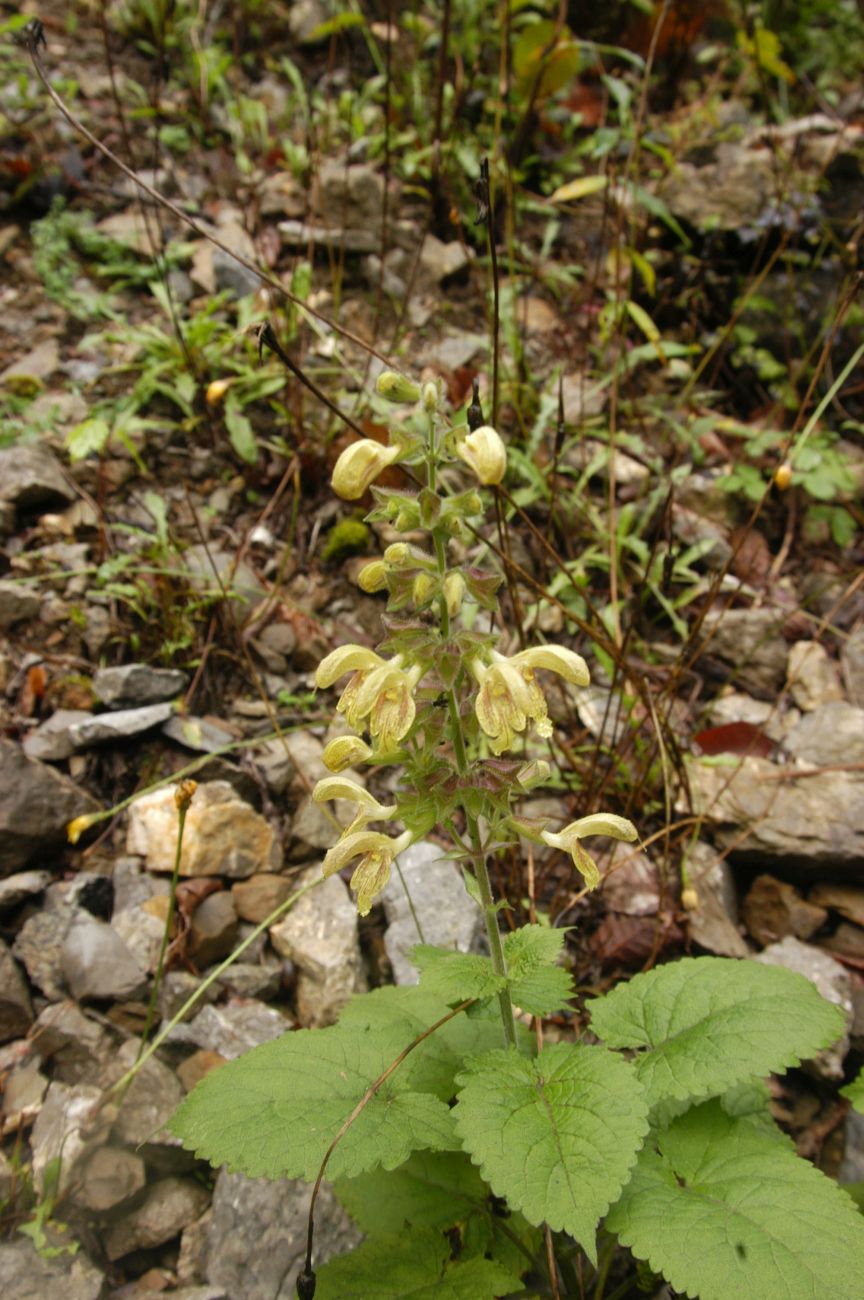 Изображение особи Salvia glutinosa.