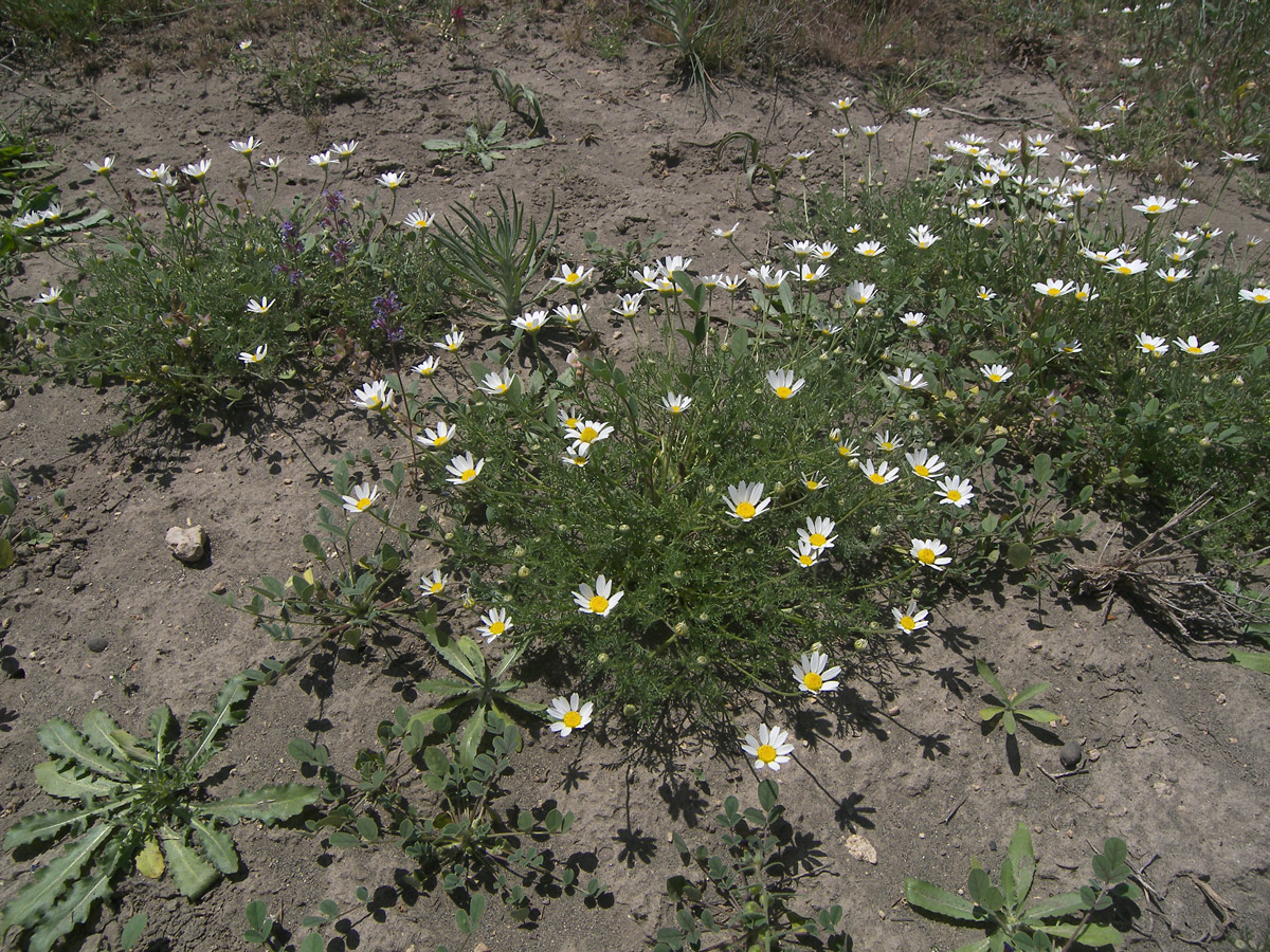 Image of Anthemis haussknechtii specimen.