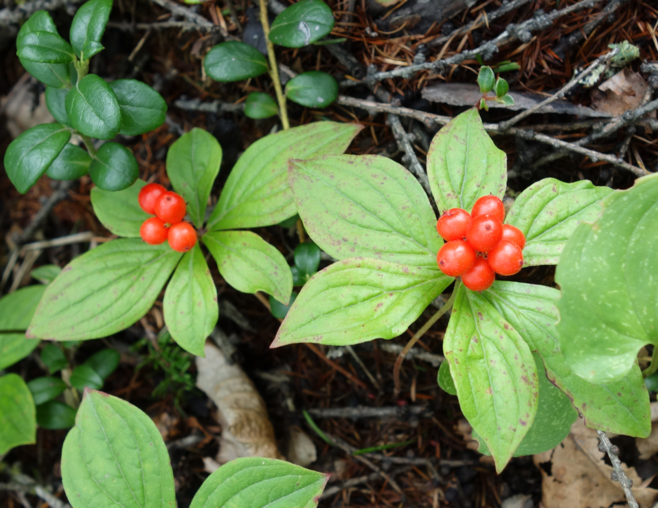 Изображение особи Chamaepericlymenum canadense.