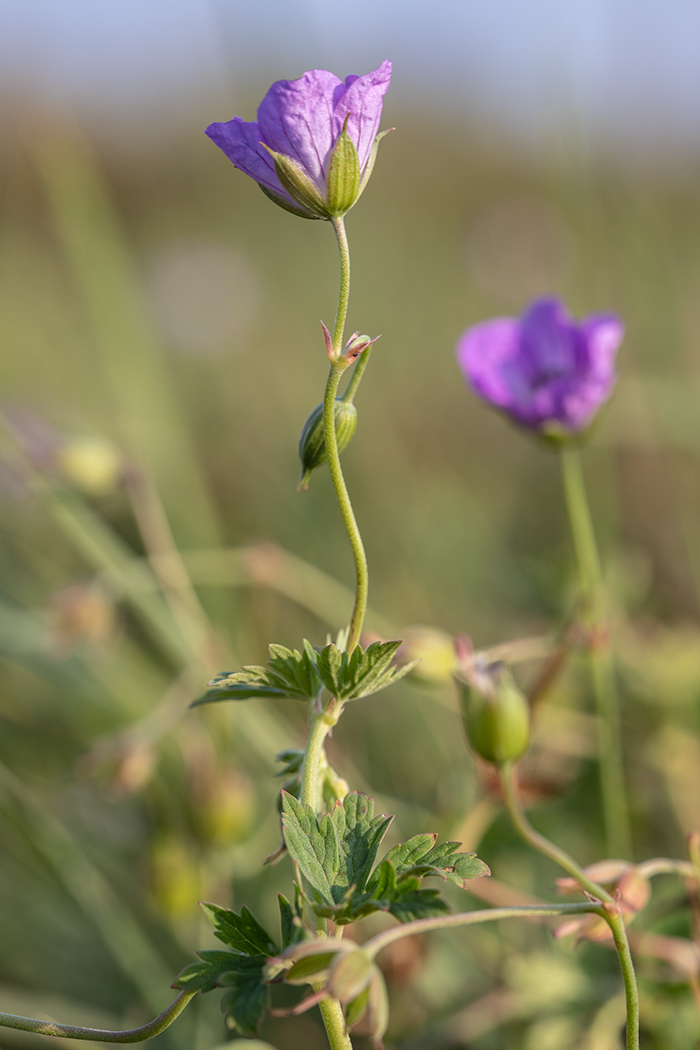 Image of Geranium collinum specimen.