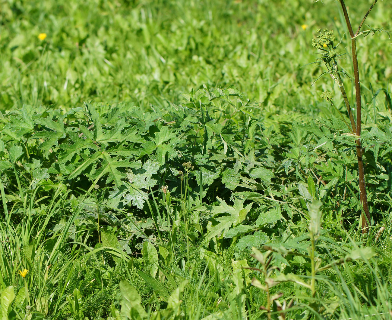 Изображение особи Heracleum sibiricum.