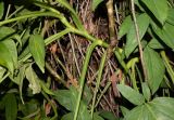 Syngonium podophyllum