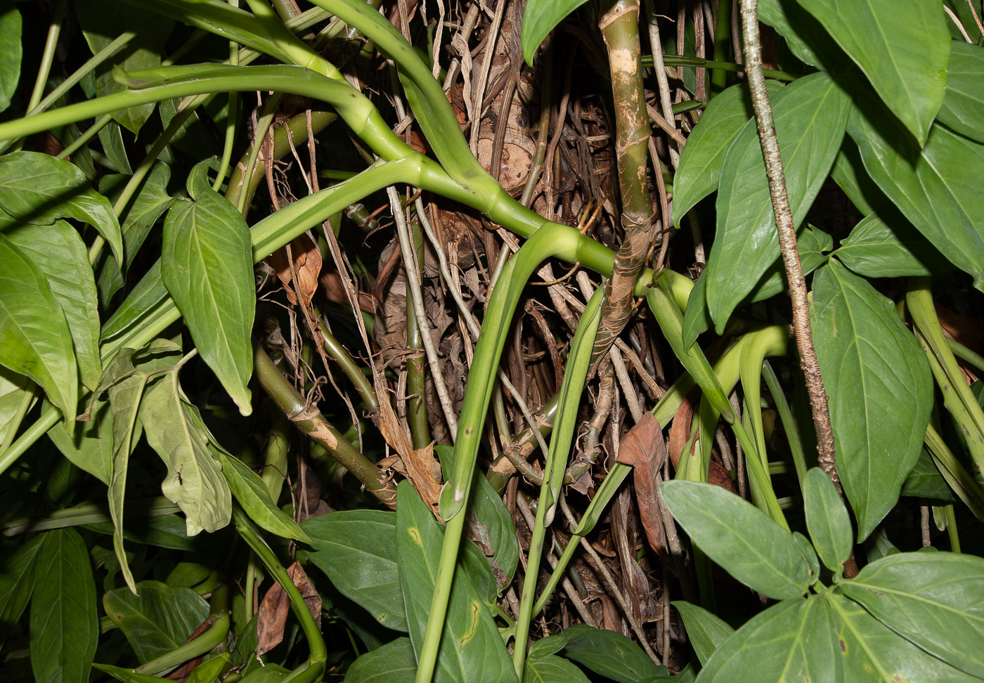 Изображение особи Syngonium podophyllum.