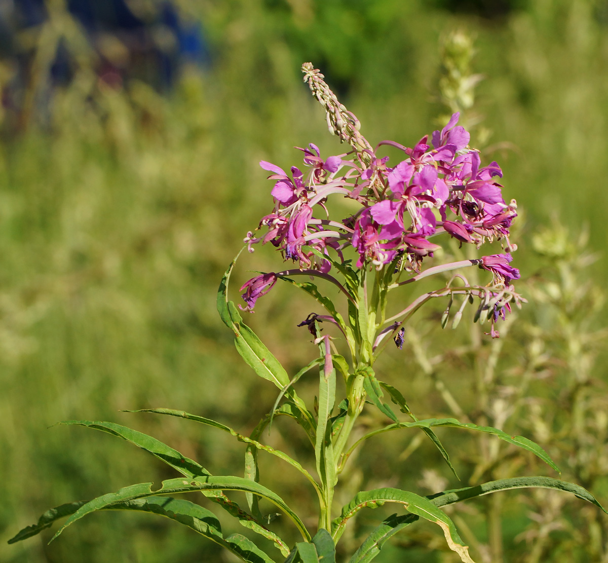 Image of Chamaenerion angustifolium specimen.