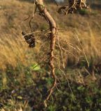 Ambrosia artemisiifolia. Корень. Курская обл., Конышевский р-н, пос. Конышёвка, у обочины дороги. 31 июля 2010 г.