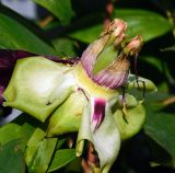 Paeonia suffruticosa