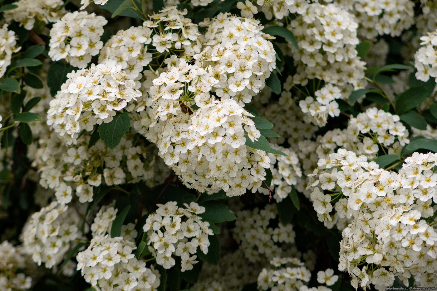 Image of genus Spiraea specimen.