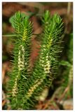 Huperzia selago