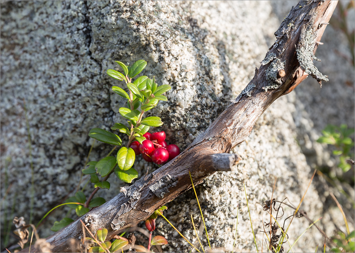 Image of Vaccinium vitis-idaea specimen.