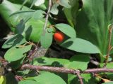 Cotoneaster uniflorus