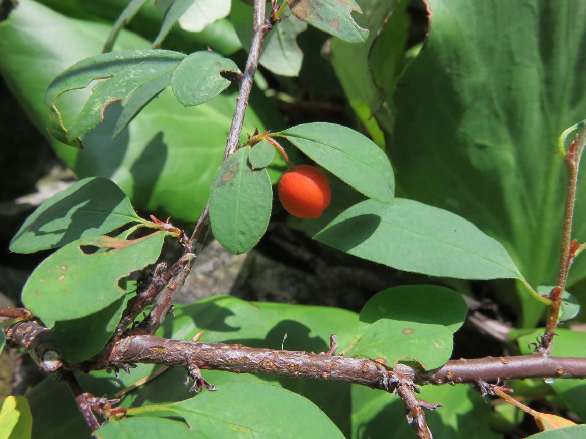 Image of Cotoneaster uniflorus specimen.