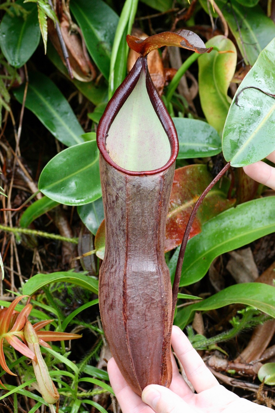 Изображение особи Nepenthes ramispina.