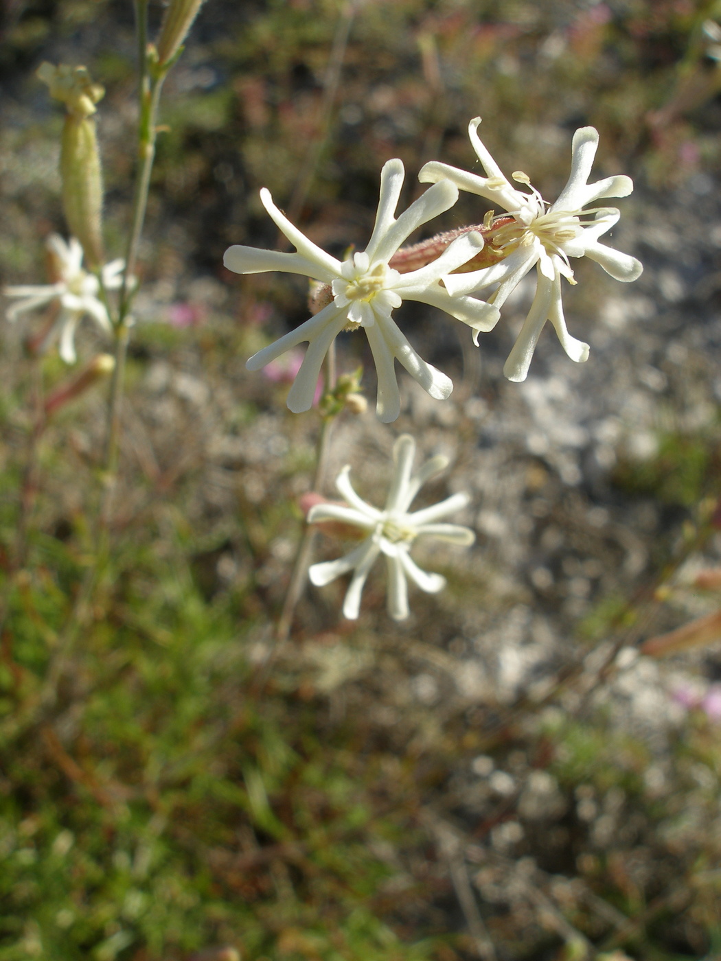 Image of Silene supina specimen.