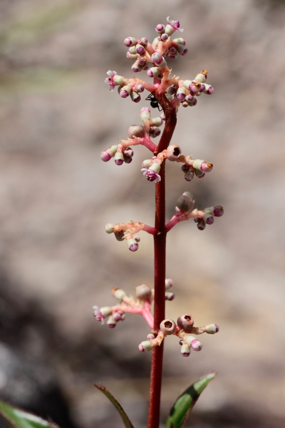 Image of Miconia ciliata specimen.