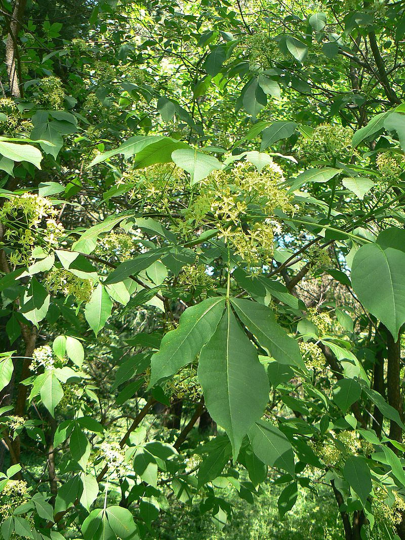 Image of Ptelea trifoliata specimen.