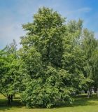 Tilia platyphyllos. Цветущее дерево. Пермский край, г. Пермь, Ленинский р-н, городская эспланада, сквер, в озеленении. 06.07.2020.